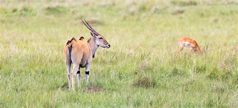 Out of Africa! A Story of Love, Loss, and Finding Yourself Amidst the Kenyan Savanna